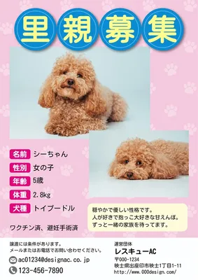 里親募集　犬　ピンク, ポスター, ポスターテンプレート