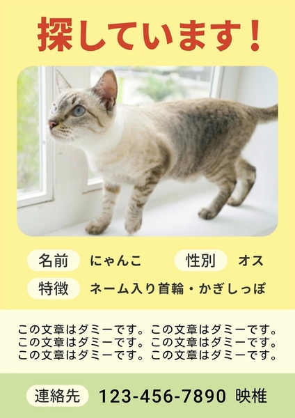 ペットを探しています／ポスター, ポスター, ポスターテンプレート