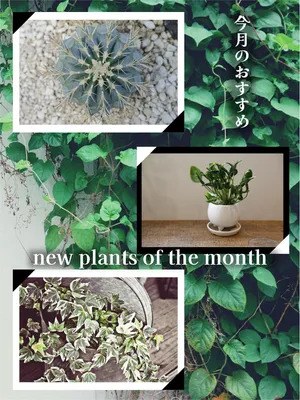 IG廣告 模板 25768, IG廣告, IG廣告 模板