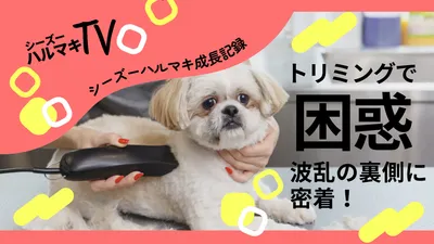 トリミングの悩みを訴求する犬チャンネルサムネイル
, YouTubeのサムネイル, YouTubeのサムネイルテンプレート