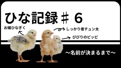 ひよこの成長記録を伝えるYouTubeサムネイル
, YouTubeのサムネイル, YouTubeのサムネイルテンプレート