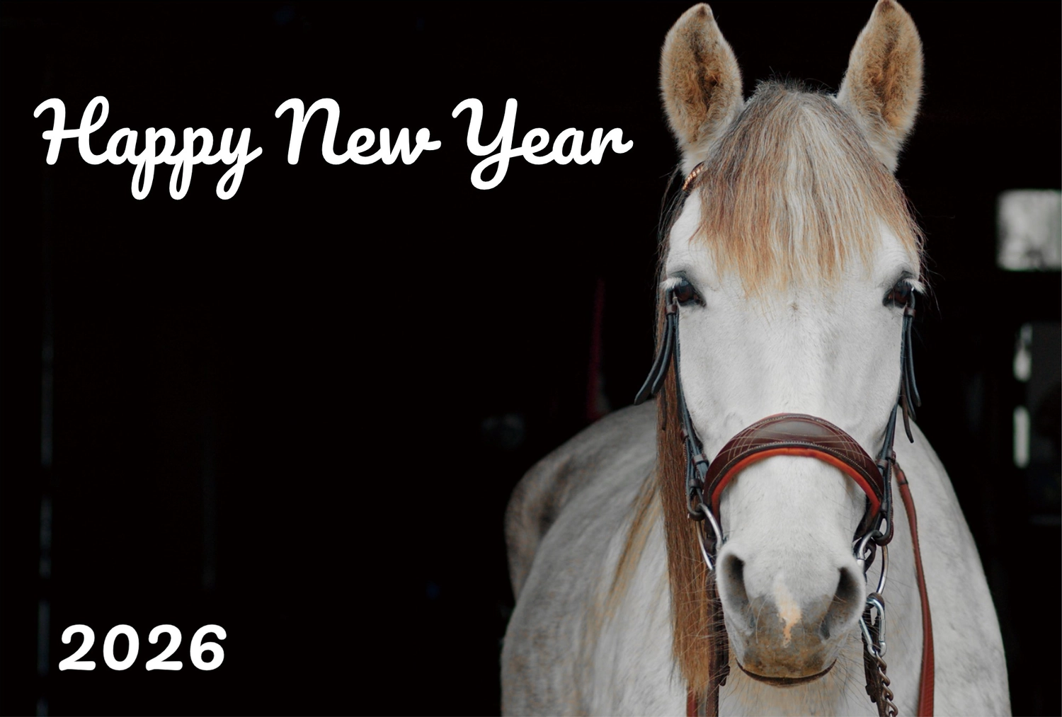 白馬の正面アップ年賀状, happy, new, year, 年賀状テンプレート